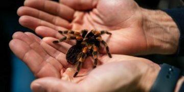 Tarantule ascunse în ambalaje de biscuiți, descoperite pe aeroport