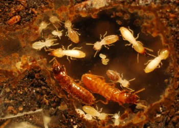 Alarmă în Florida: Termitele hibride creează „super-colonii” distructive, avertizează cercetătorii