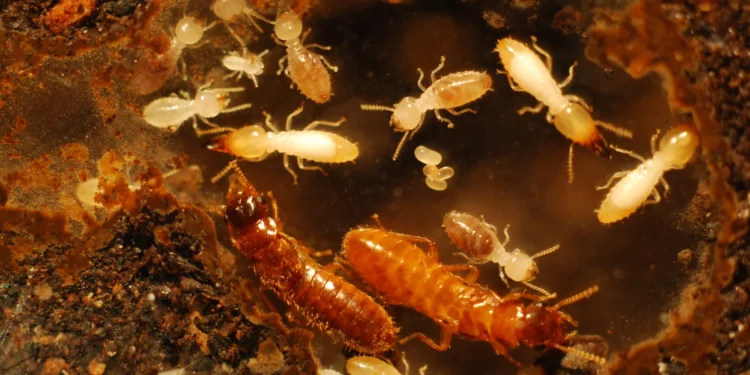 Alarmă în Florida: Termitele hibride creează „super-colonii” distructive, avertizează cercetătorii