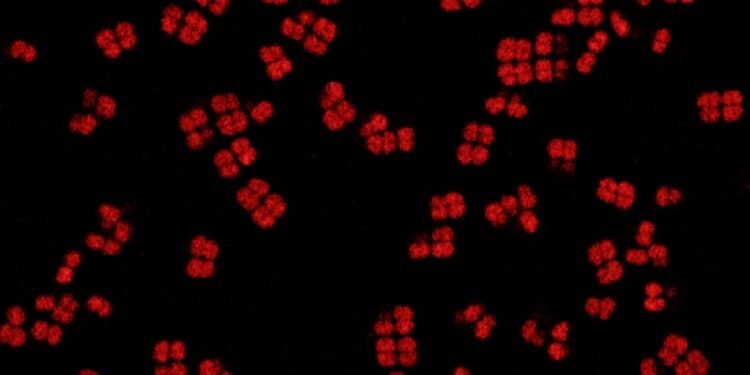 Poezie care supraviețuiește Soarelui: un poet și o ingineră au scris versuri în ADN-ul „bacteriei Conan”