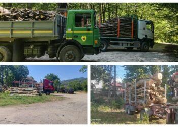Lovitură pentru mafia lemnului în Vâlcea: transporturi ilegale descoperite și amenzi usturătoare