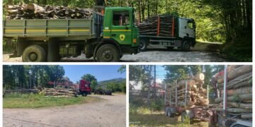 Lovitură pentru mafia lemnului în Vâlcea: transporturi ilegale descoperite și amenzi usturătoare