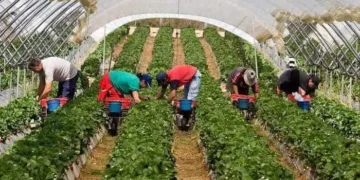 Un român de 30 de ani a murit epuizat la muncă. Lucra la negru într-o seră deținută de un politician local