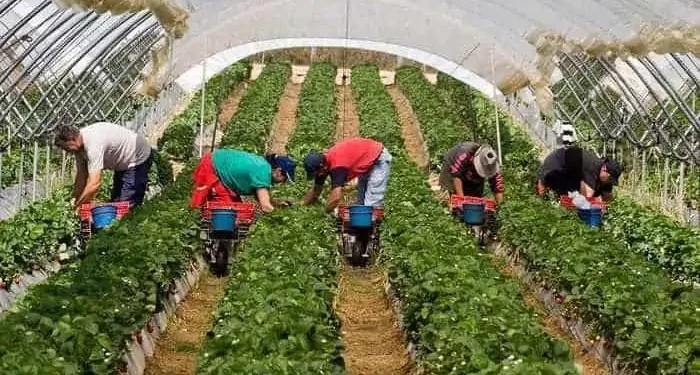 Un român de 30 de ani a murit epuizat la muncă. Lucra la negru într-o seră deținută de un politician local