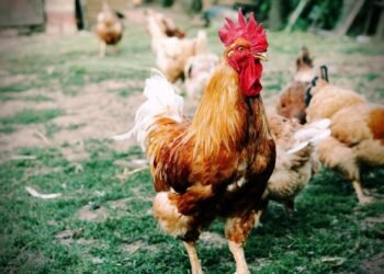 Invazie de găini în Torrevieja: peste 700 de păsări au cucerit parcurile și străzile orașului spaniol