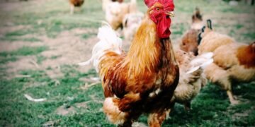 Invazie de găini în Torrevieja: peste 700 de păsări au cucerit parcurile și străzile orașului spaniol