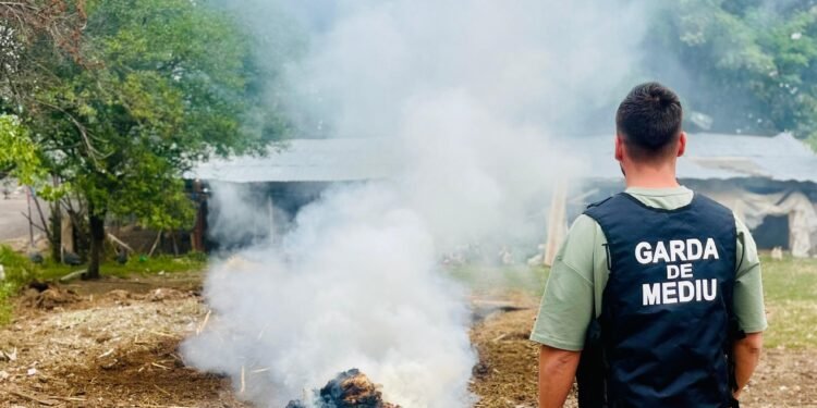 Ciobanii din Gorj, amendați pentru arderea lânii – dar problema reală e lipsa unei piețe de valorificare