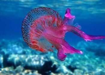 Schimbări dramatice în mările Marii Britanii: specii tropicale apar, iar peștii tradiționali dispar