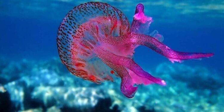 Schimbări dramatice în mările Marii Britanii: specii tropicale apar, iar peștii tradiționali dispar