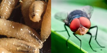 Parazitul vierme-şurub, care mănâncă ţesuturi vii, a fost detectat pentru prima dată la om