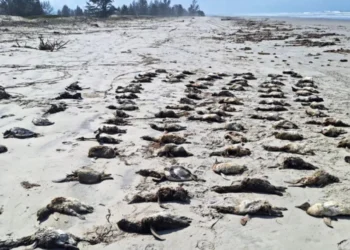 Tragedie ecologică în Brazilia: peste 700 de pinguini Magellan găsiți morți pe plajele din Sao Paulo