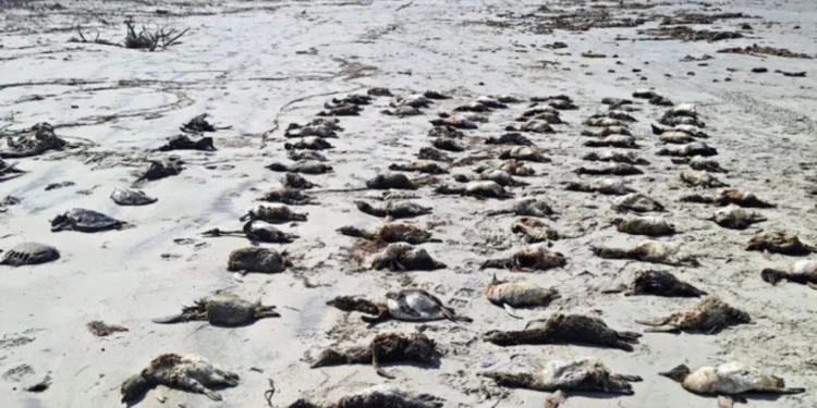 Tragedie ecologică în Brazilia: peste 700 de pinguini Magellan găsiți morți pe plajele din Sao Paulo