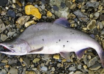 🇳🇴 Norvegia cheltuiește 5 milioane de euro pentru a opri „invazia” somonului cu cocoașă rusesc