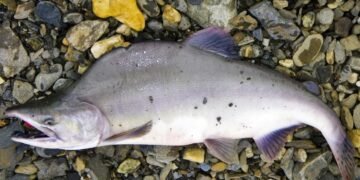 🇳🇴 Norvegia cheltuiește 5 milioane de euro pentru a opri „invazia” somonului cu cocoașă rusesc