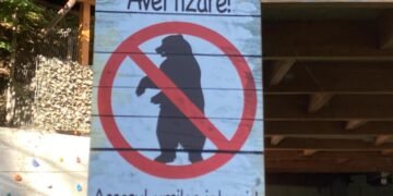 Atacat de urs, în timp ce ducea oile la stână