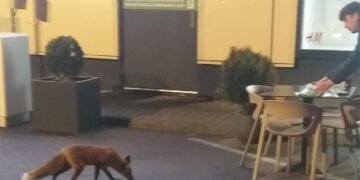 Vulpe în căutare de hrană, la restaurant