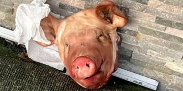 Capete de porc „Macron” în faţa unor moschei din Paris