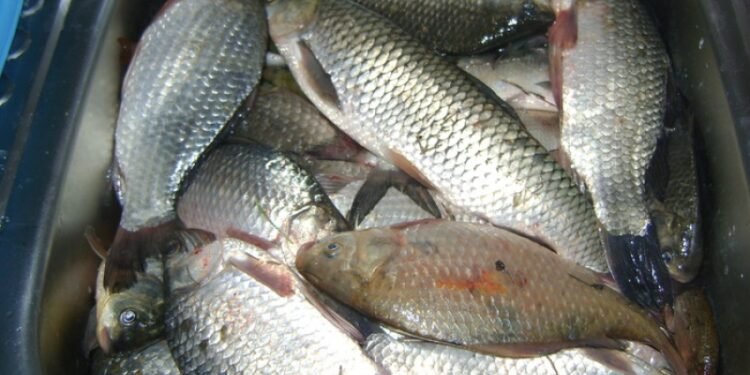 Au rămas fără peștele braconat