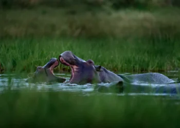 Un hipopotam a răsturnat o pirogă în Coasta de Fildeș: 11 persoane date dispărute, printre ele și un bebeluș