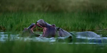 Un hipopotam a răsturnat o pirogă în Coasta de Fildeș: 11 persoane date dispărute, printre ele și un bebeluș