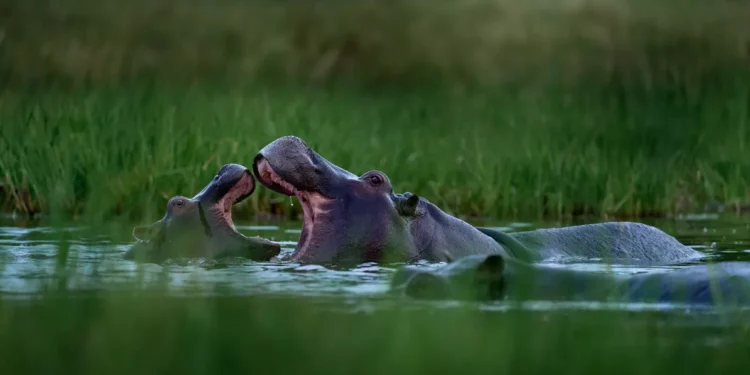 Un hipopotam a răsturnat o pirogă în Coasta de Fildeș: 11 persoane date dispărute, printre ele și un bebeluș