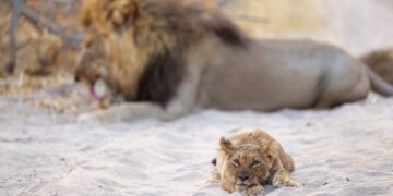 Zeci de bivoli au murit în timp ce fugeau de lei