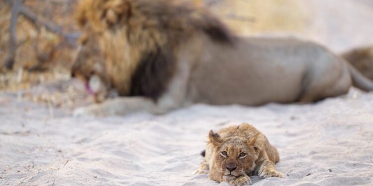 Zeci de bivoli au murit în timp ce fugeau de lei