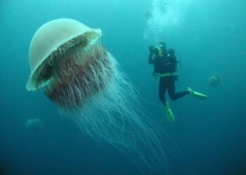 Gigantul ascuns al oceanelor: meduza cu coamă de leu, un colos al adâncurilor