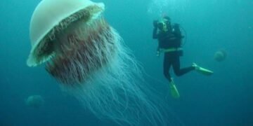Gigantul ascuns al oceanelor: meduza cu coamă de leu, un colos al adâncurilor