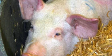 Pesta porcină lovește o fermă din Oltenia