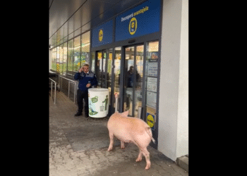 🐷 “Avem un porc la intrare!” – moment viral la Lidl Victoria