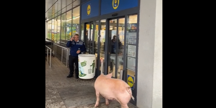 🐷 “Avem un porc la intrare!” – moment viral la Lidl Victoria