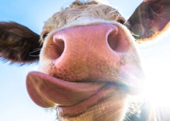 Focar de „boala limbii albastre” la bovine, confirmat în Gorj. Virusul se extinde în Europa!