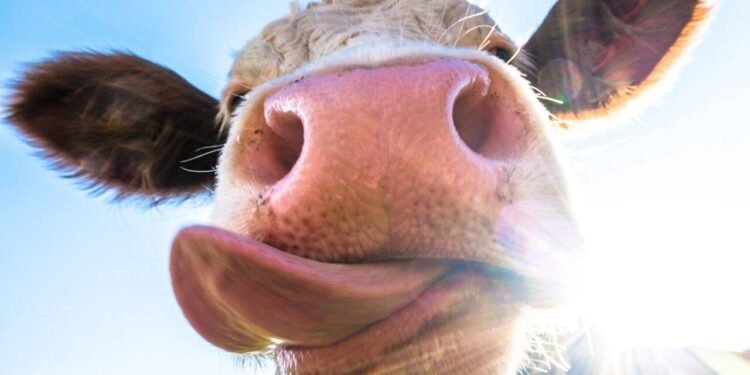 Focar de „boala limbii albastre” la bovine, confirmat în Gorj. Virusul se extinde în Europa!