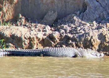 Canotaj printre crocodili la Jocurile Olimpice din 2032 🐊🚣‍♂️