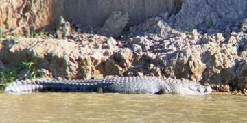 Canotaj printre crocodili la Jocurile Olimpice din 2032 🐊🚣♂️