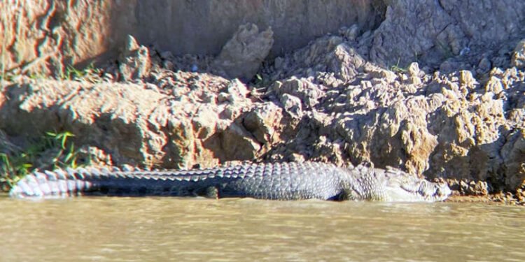Canotaj printre crocodili la Jocurile Olimpice din 2032 🐊🚣♂️