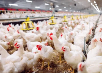 Alertă sanitară în Germania: peste 400.000 de păsări sacrificate din cauza unui val sever de gripă aviară