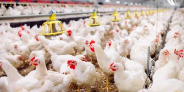 Alertă sanitară în Germania: peste 400.000 de păsări sacrificate din cauza unui val sever de gripă aviară