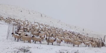 Blocați în zăpadă cu 7.000 de oi! Prima ninsoare a făcut prăpăd pe Transalpina – ciobanii, captivi la munte