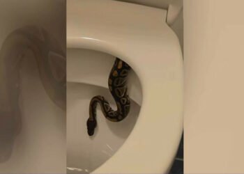 Un instalator a dat nas în nas cu un piton uriaș ascuns în WC – „Se uita direct la mine!” 🐍😱