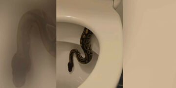 Un instalator a dat nas în nas cu un piton uriaș ascuns în WC – „Se uita direct la mine!” 🐍😱