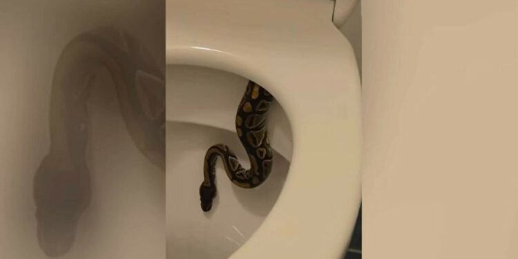 Un instalator a dat nas în nas cu un piton uriaș ascuns în WC – „Se uita direct la mine!” 🐍😱