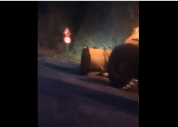 Valea Oltului, blocată de o ploaie de semințe