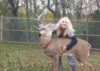 Femeie ucisă de cerbul salvat pe când era pui