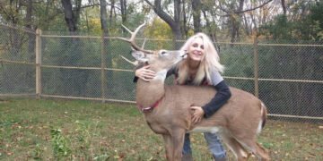 Femeie ucisă de cerbul salvat pe când era pui