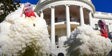 Americanii au ales curcanii care vor fi grațiați de Donald Trump de Ziua Recunoștinței