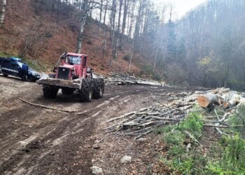 Buștenii, plimbați prin râu! Amendă uriașă dată de jandarmii din Gorj pentru transport ilegal de lemne