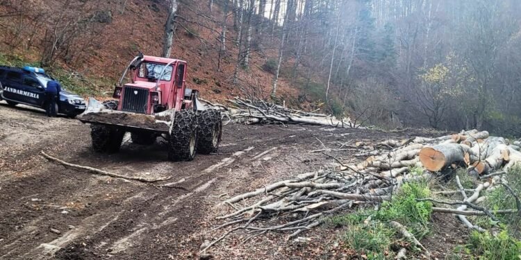 Buștenii, plimbați prin râu! Amendă uriașă dată de jandarmii din Gorj pentru transport ilegal de lemne