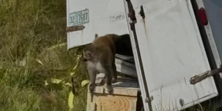 Poliția caută o maimuță infectată, scăpată din laborator